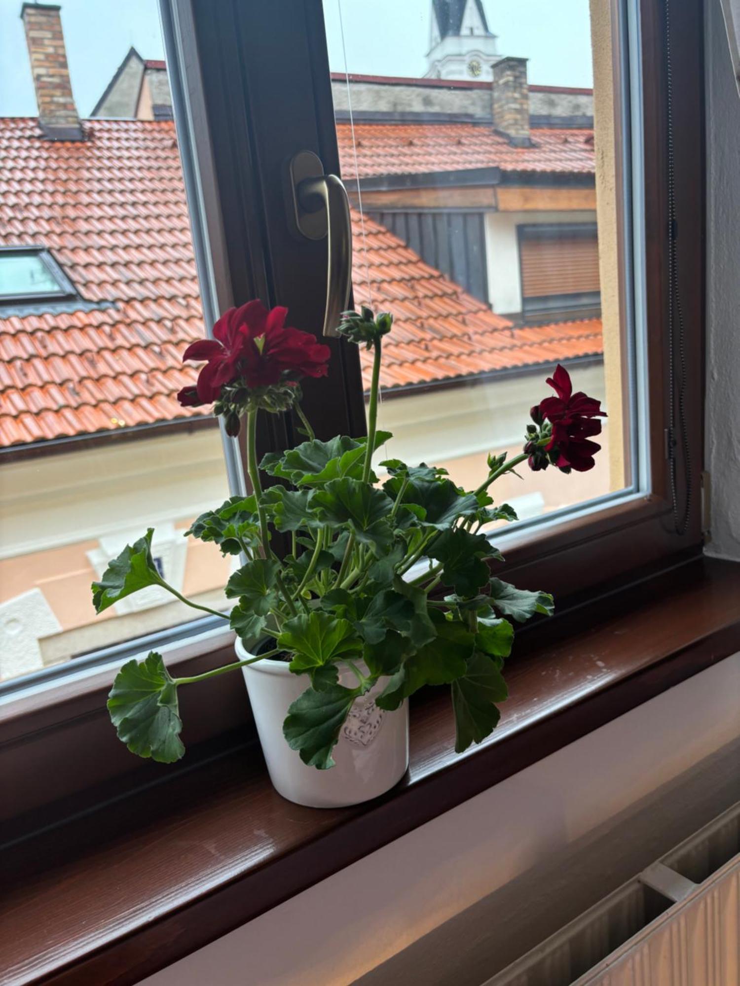 Penzion Pohadka Třeboň Dış mekan fotoğraf